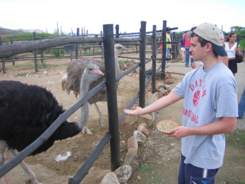Bear Feeding Ostrich.jpg