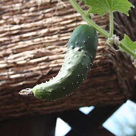 hangingcucumber.JPG