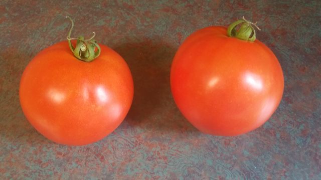 Tomatos from Garden