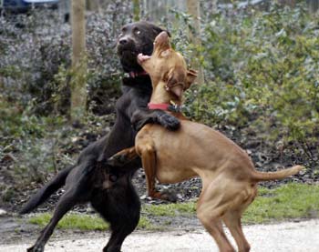 dogs-fighting.jpg
