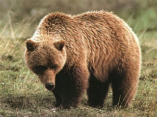 grizzlybear.jpg
