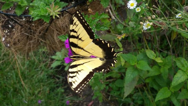 Butterfly in Garden